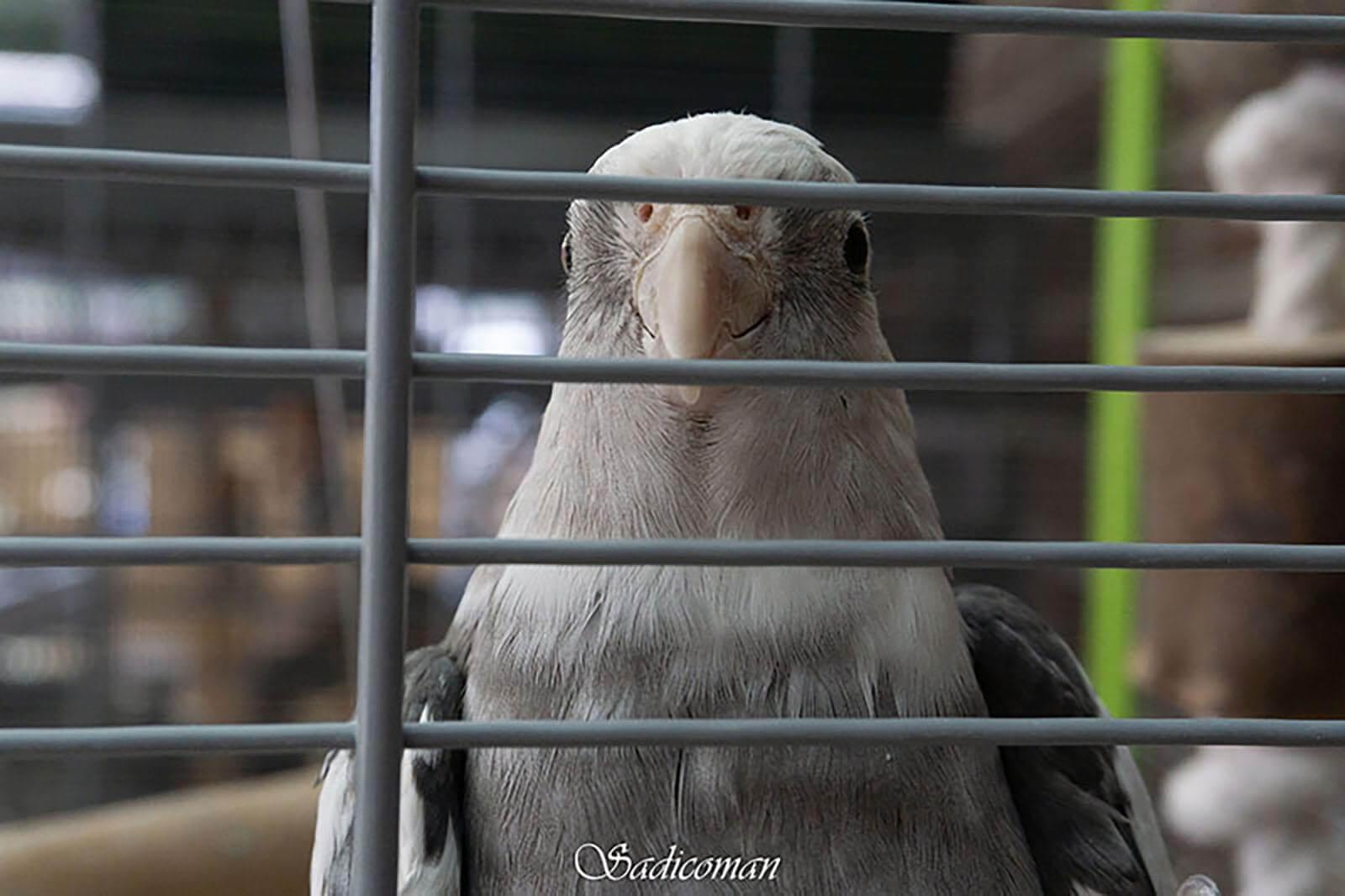 oiseau