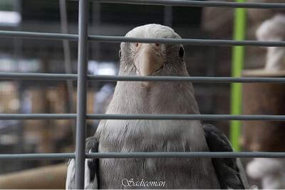oiseau