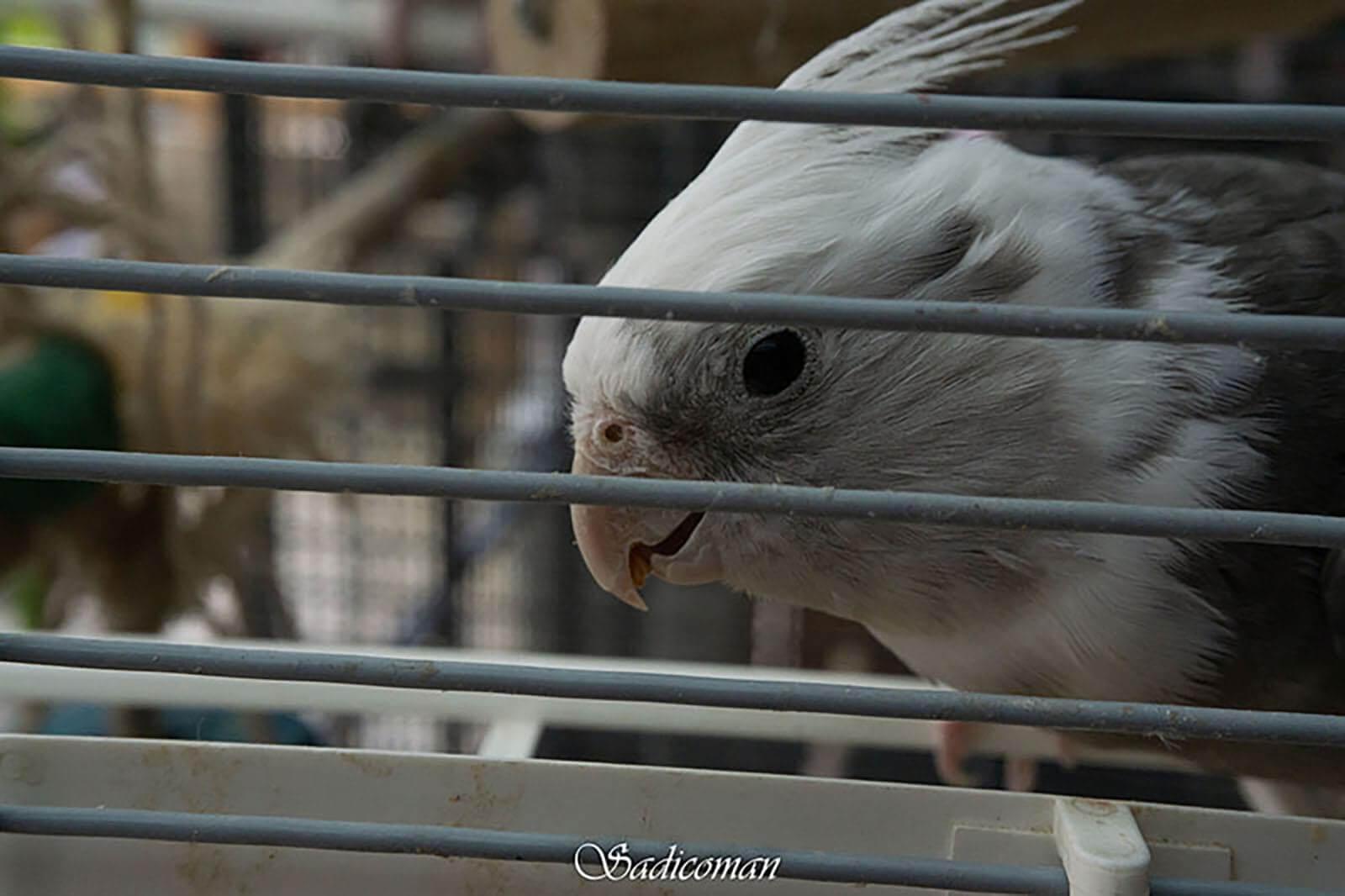 oiseau