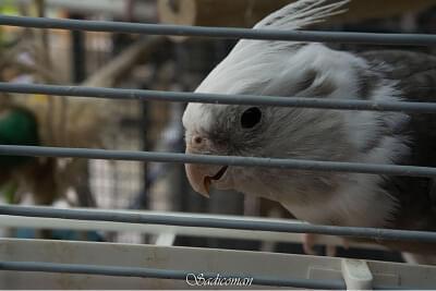 oiseau