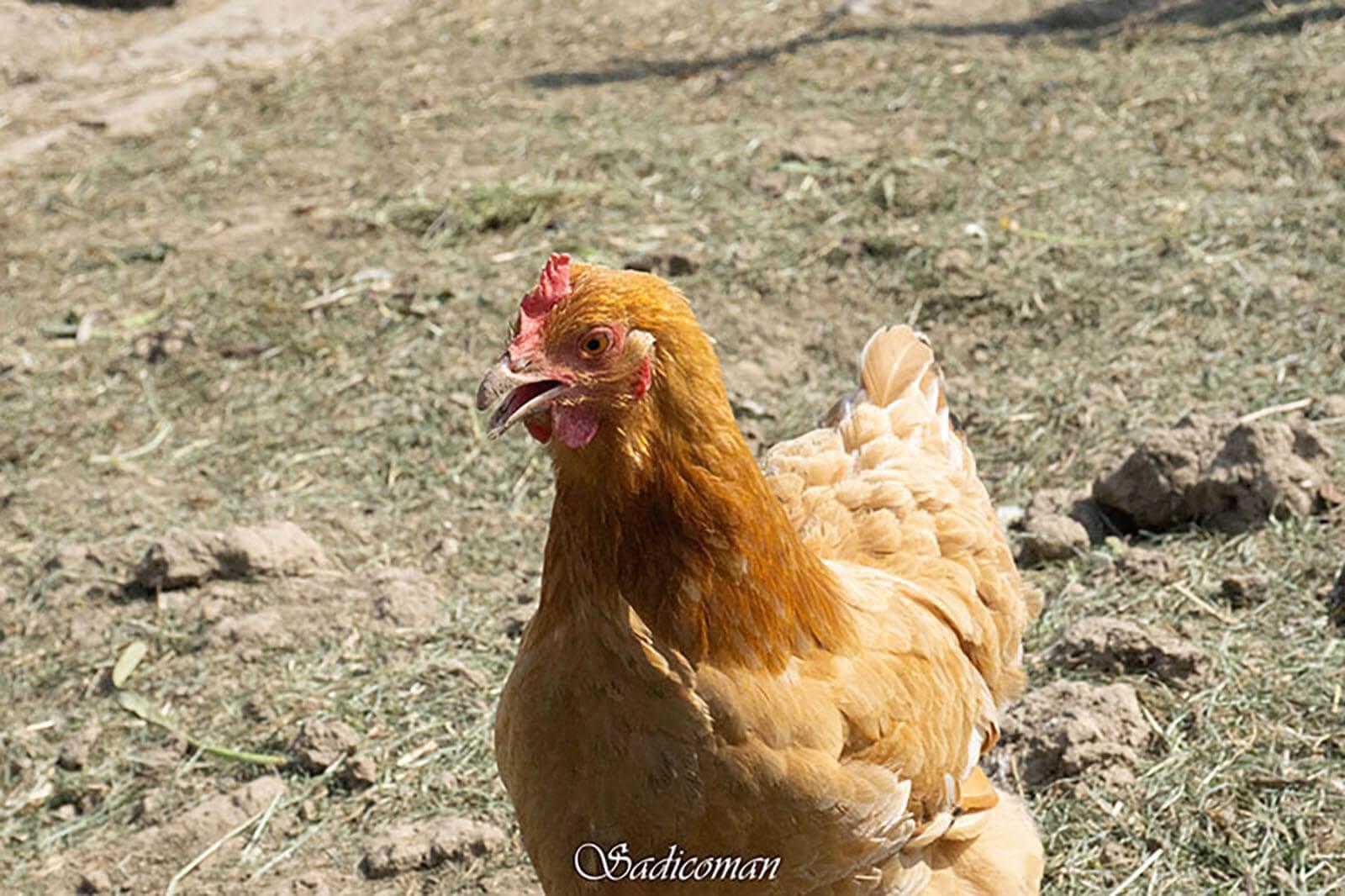 poules