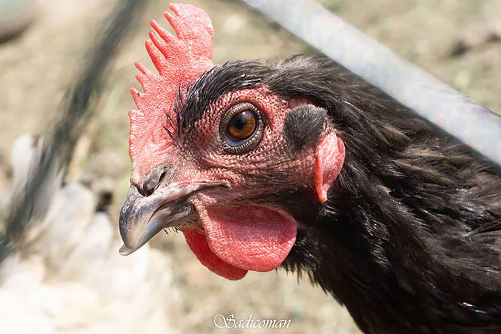 poules