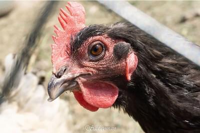 poules