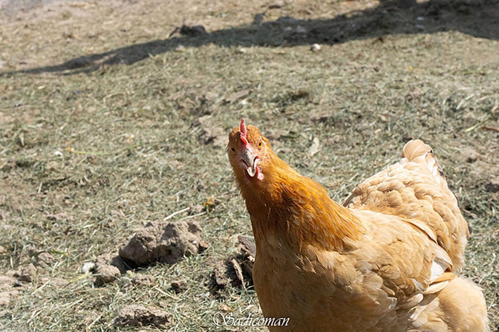 poules
