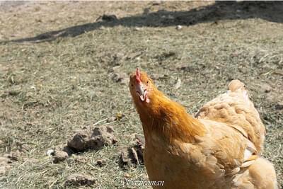 poules