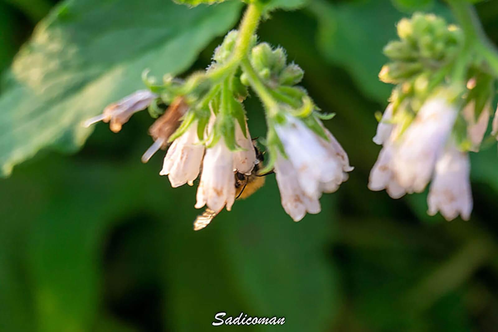 Fleur avec une abeille cachée