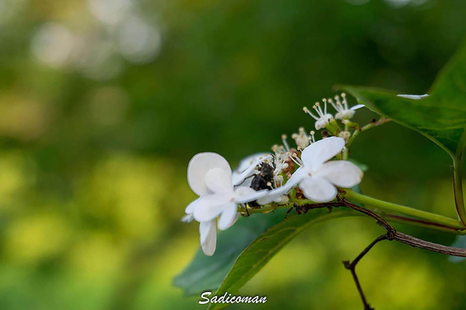 insecte