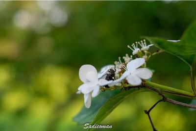 insecte